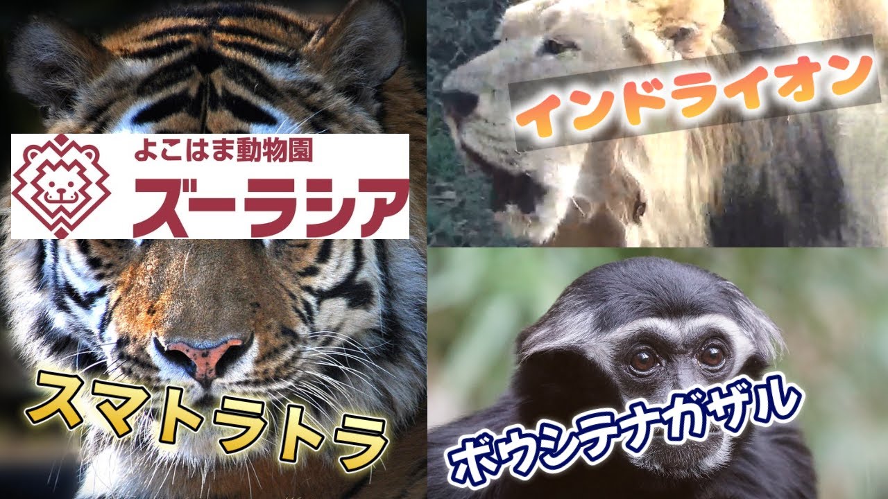 国際自然保護連合(IUCN)のレッドリスト絶滅危惧種として登録されています。「ボウシテナガザル」「スマトラトラ」「インドライオン」