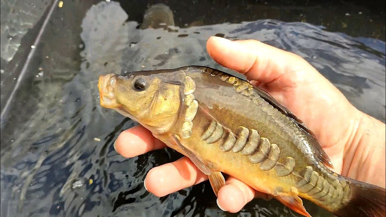 Zarybianie stawu! Drzewa ZA DARMO! - akcja Leśników! #sadziMY ! Piwonie i hosty, czosnek niedźwiedzi