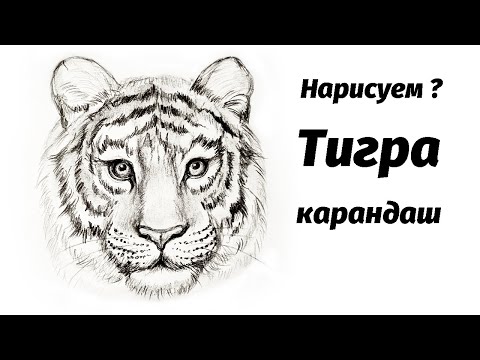 Как нарисовать тигра карандашом