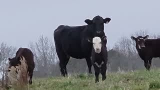 Peaceful Country Road Stroll | Curious Cows & Gentle Ambience. Chilly. Silent walking tour. screenshot 2