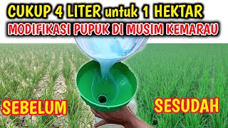 MODIFIKASI..!!Pupuk Semprot untuk tanaman padi Hasilnya luar Biasa