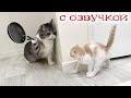 Приколы с котами! Смешные коты! С ОЗВУЧКОЙ! СМЕШНЫЕ ЖИВОТНЫЕ 2023! Тест на психику!