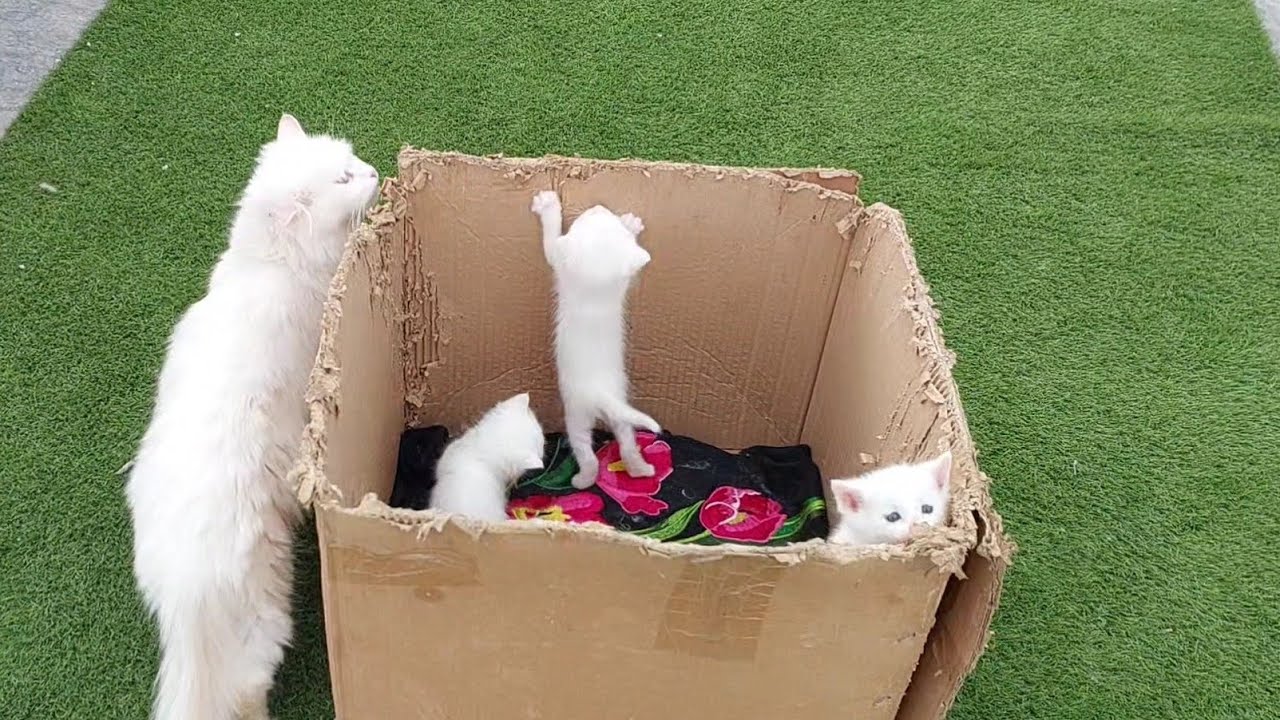 Cute Baby Kittens First Time Climbing a Box 🐾 | Adorable Cat Video