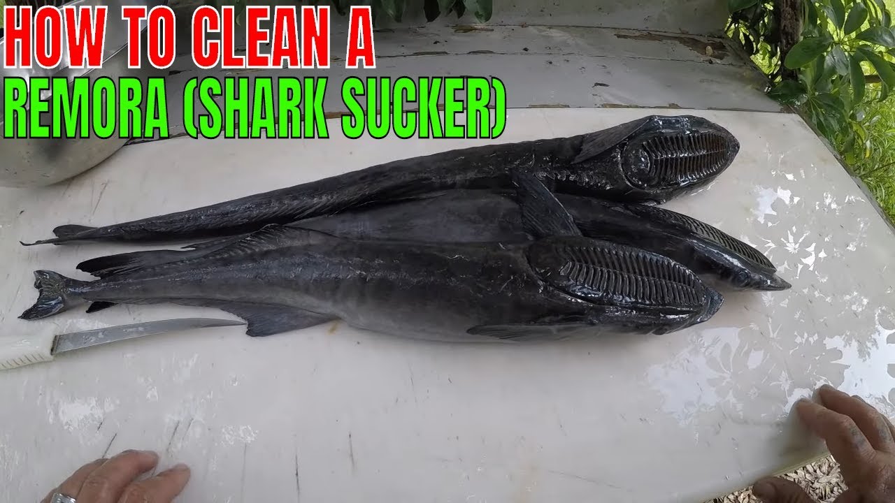 HOW TO CLEAN A REMORA (SHARK SUCKER) - YouTube