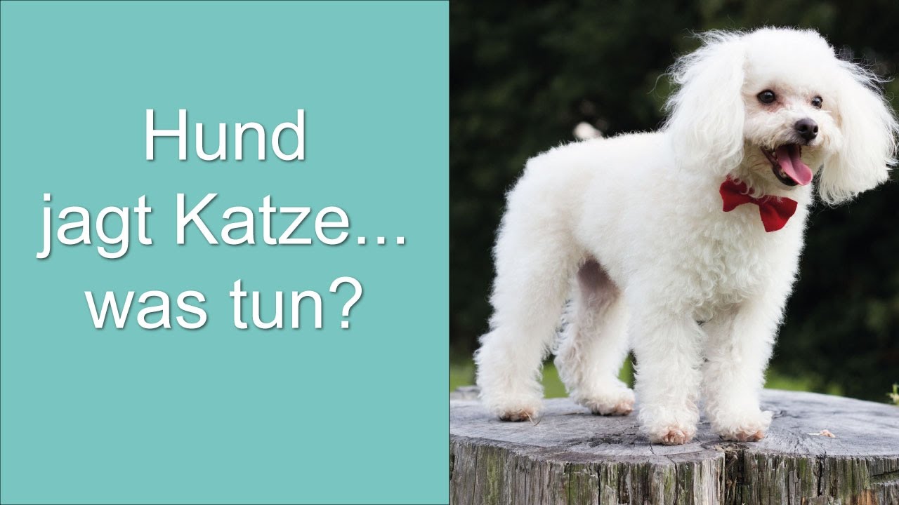 Hund jagt Katze... was tun? - YouTube