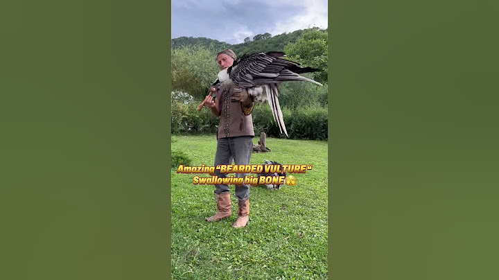 Amazing “BEARDED VULTURE “ swallowing big Bone