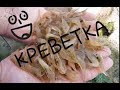 Ловим КРЕВЕТКУ на море. КАК? И ГДЕ?