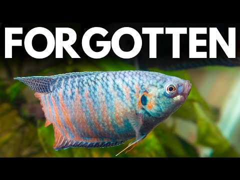 These Fish Were Perfect - Then Pet Stores Stopped Selling Them