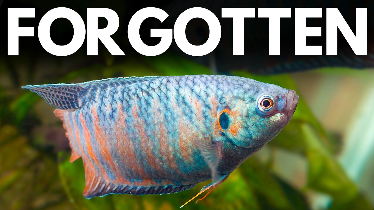 These Fish Were Perfect - Then Pet Stores Stopped Selling Them