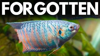 These Fish Were Perfect - Then Pet Stores Stopped Selling Them