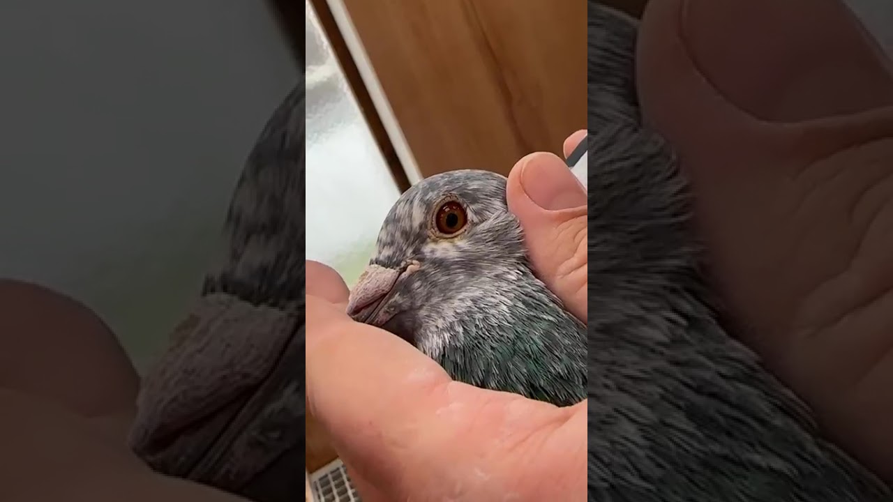 pitbull pigeons 