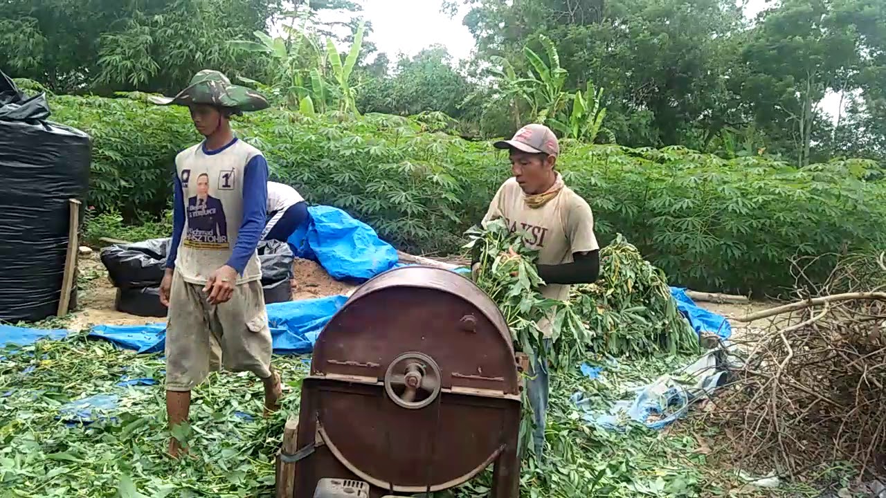 Pakan kambing tanpa ngaret... 