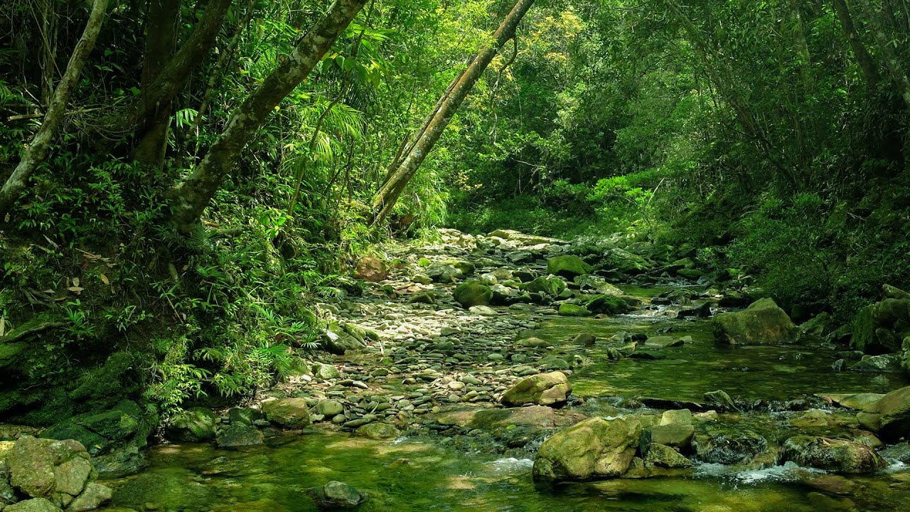 Healing Nature Sounds, Gentle Stream & Birdsong for Stress Relief & Relaxation