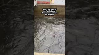 California Chinook salmon run - Salmon fish ladder #california #salmon #chinooksalmon #wildlife