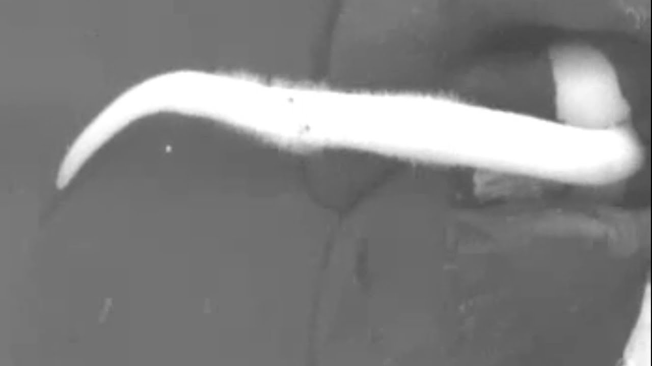 Bending Plant Roots with Gravity | STEM Lesson Plan