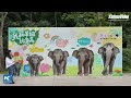 Protecting rainforest giants: Inside China's Asian elephant breeding and rescue center