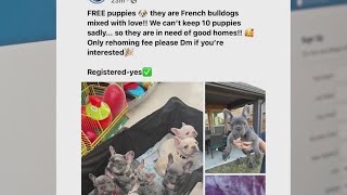 Mother terrorized after Facebook page hacked by puppy scammers Profile