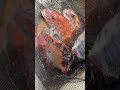 20260405釣果報告🐟 #タイラバ #高松沖