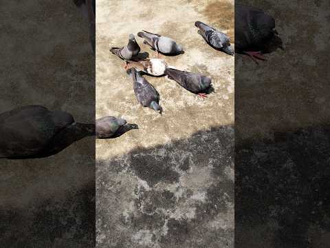 pigeon #shorts #youtubeshorts #trending #youtube #youtuber #funnyvideos #love #fyp