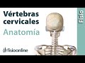 Cervicales. Anatomía, huesos, ligamentos, movimientos y articulaciones