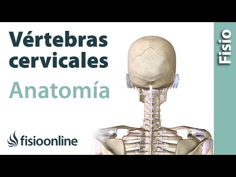 Vídeo: Anatomía, Diagrama Y Función De La Columna Cervical - Mapas Corporales