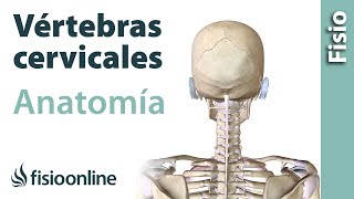 Cervicales. Anatomía, huesos, ligamentos, movimientos y articulaciones