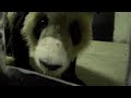 Giant panda Ya Ya in quarantine at Shanghai Zoo after arriving from the U.