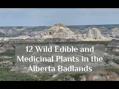 12 Edible and Medicinal Plants in the Badlands