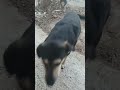 ищем косточку🔥🦮🐕#shorts #собака #собаки #животные #домашниеживотные