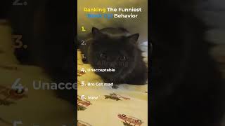 Ranking The Funniest Black Cat Behavior