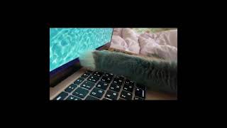 Видео для кошек: реакция кота на просмотр 🐱