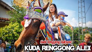 Kuda renggong maharani