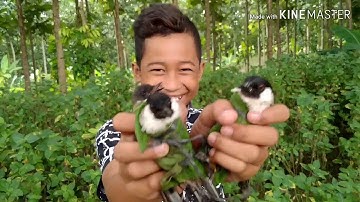 Cara mudah mikat burung kutilang pakai mp3