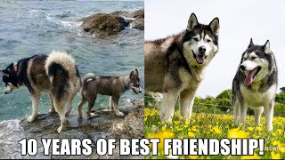 Amazing 10 Year Story Of Huskies Becoming Best Friends!