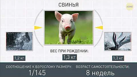 Когда детеныши животных становятся самостоятельными: Сравнение