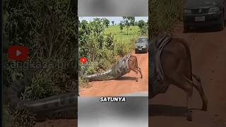 Pythons in Palm Oil Plantations: Who Is Really Intruding?#animalfacts #python #shorts