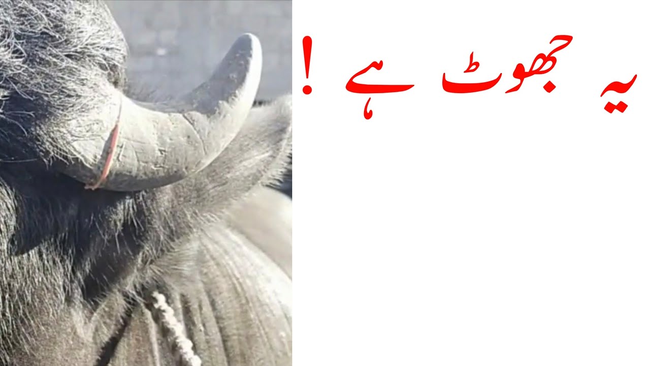 Heifer Dehorning by Ring