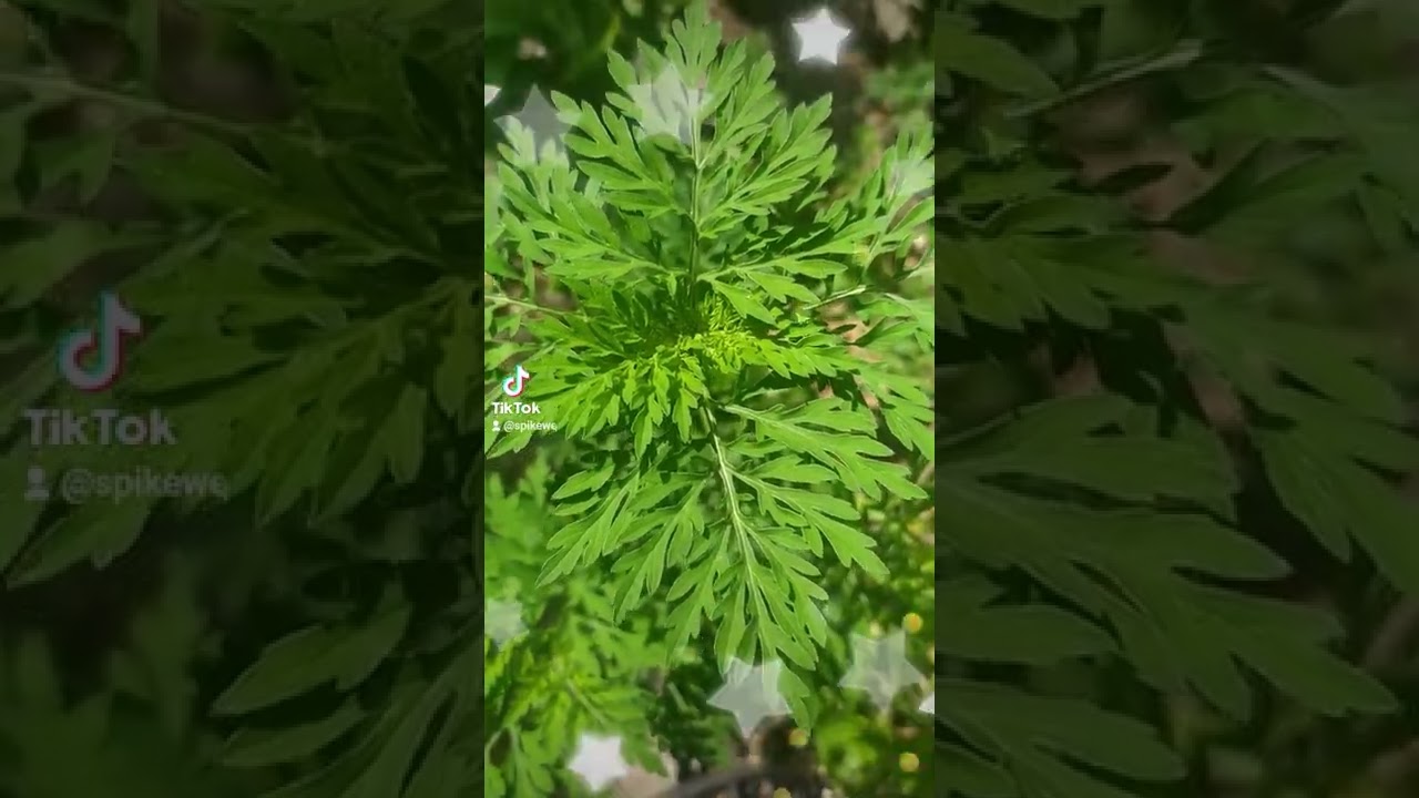 Green Steel Soul nature