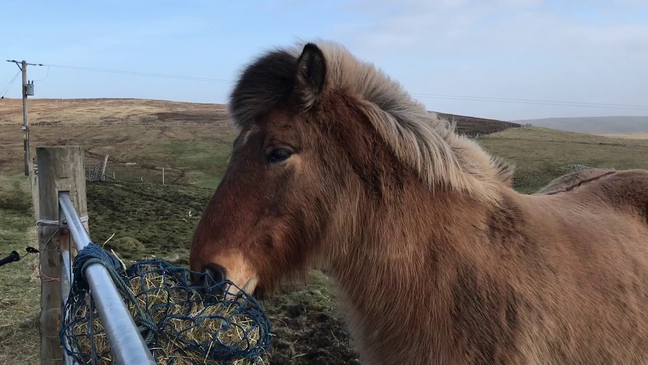 The old man, Haakon and his haynet