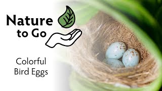 #NatureToGo | Colorful Bird Eggs – Purpose of Different Shades, Speckles, and Shapes screenshot 4