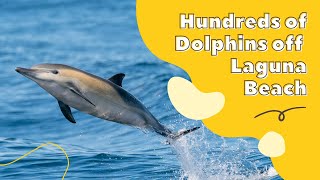 Megapod of Dolphins off Laguna Beach