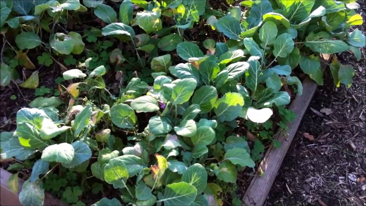 The Edible Garden MidFebruary 2017 Houston, Tx YouTube