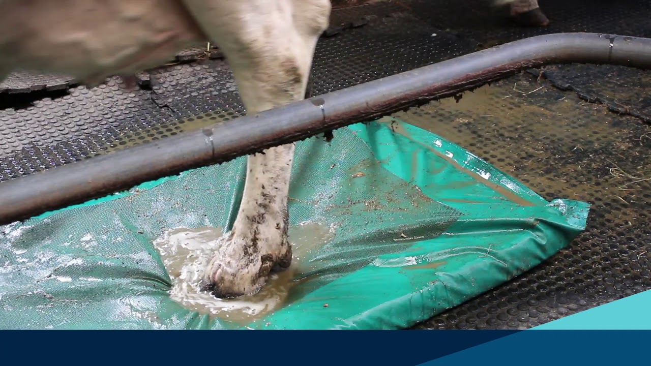 JFC Foam Footbath for Cattle YouTube