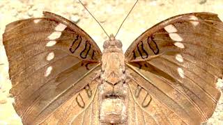Hidden code on MOTH/nature's secret !!