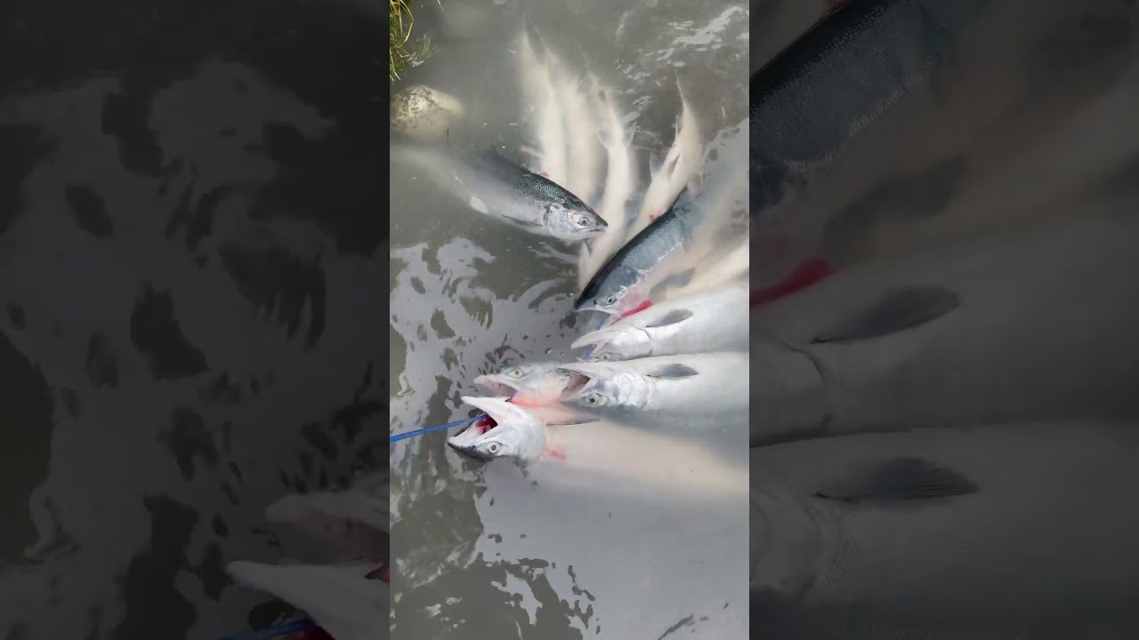 2.5 million salmon run in Soldotna, Alaska . 2 man limit 