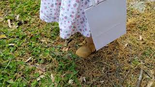 Easter egg hunt - Avi 2020