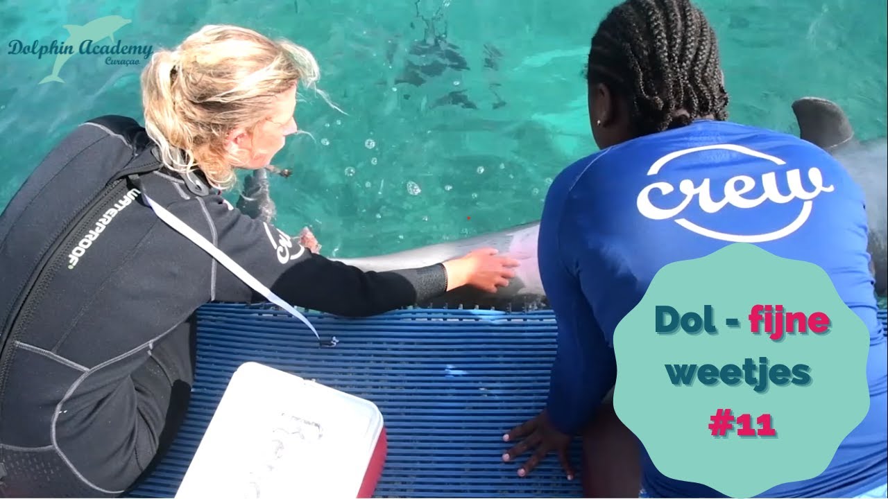 Dol-fijne weetjes #11 Het verschil tussen een vrouwtjes en een