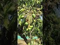 my 1st blog Farming#farming#mango#food#organic#valsadalfanso