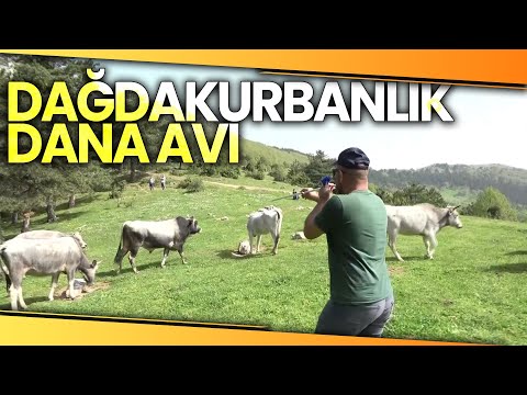 Dağda Kurbanlık Dana Avı! Bu Danalar Doğada Kendi Başlarına Yetişiyor