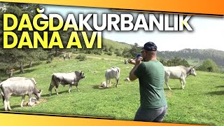 Dağda Kurbanlık Dana Avı! Bu Danalar Doğada Kendi Başlarına Yetişiyor Resimi